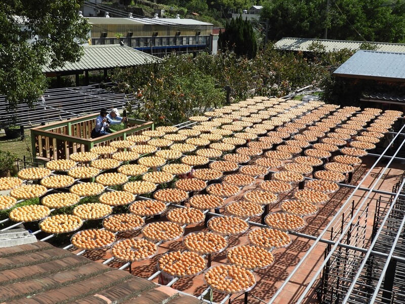 金漢杮餅教育農園的曬柿子場