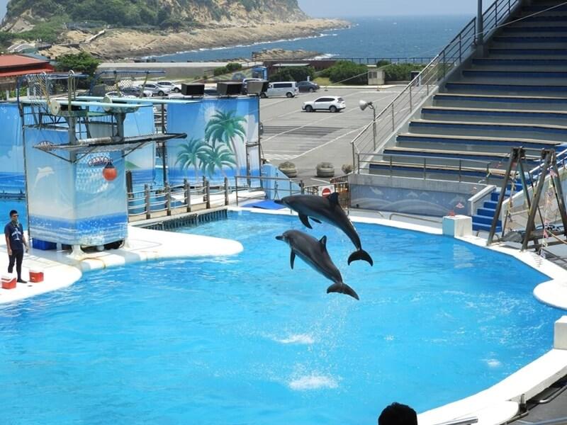 兩隻海豚跳出水面超震撼