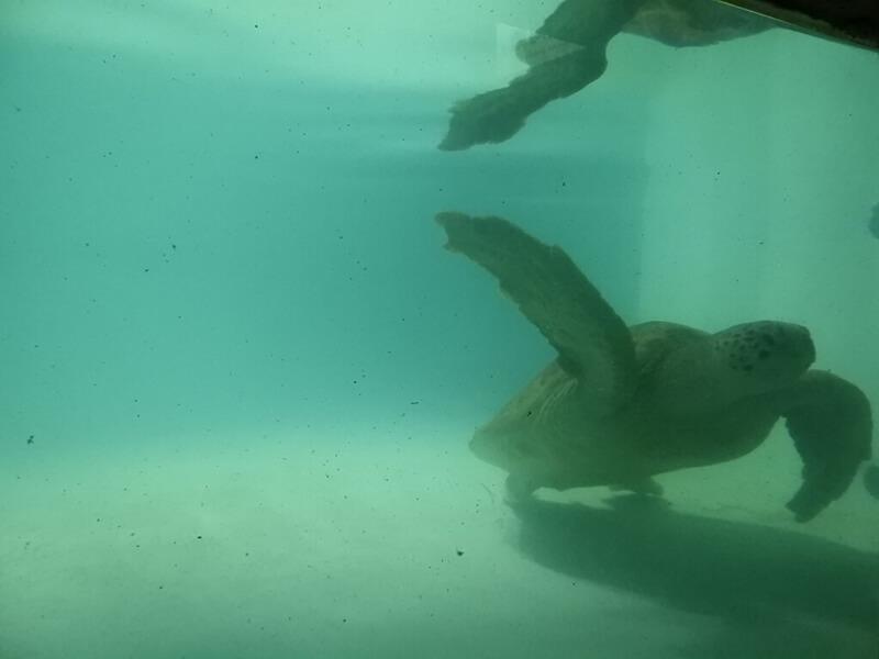 野柳海洋世界有綠蠵龜唷！