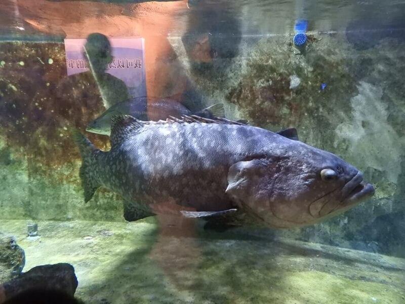 超巨大的鞍帶石斑魚