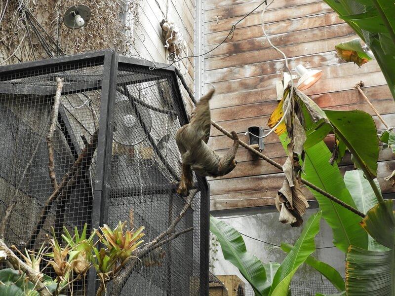 新竹綠世界生態農場有養樹懶