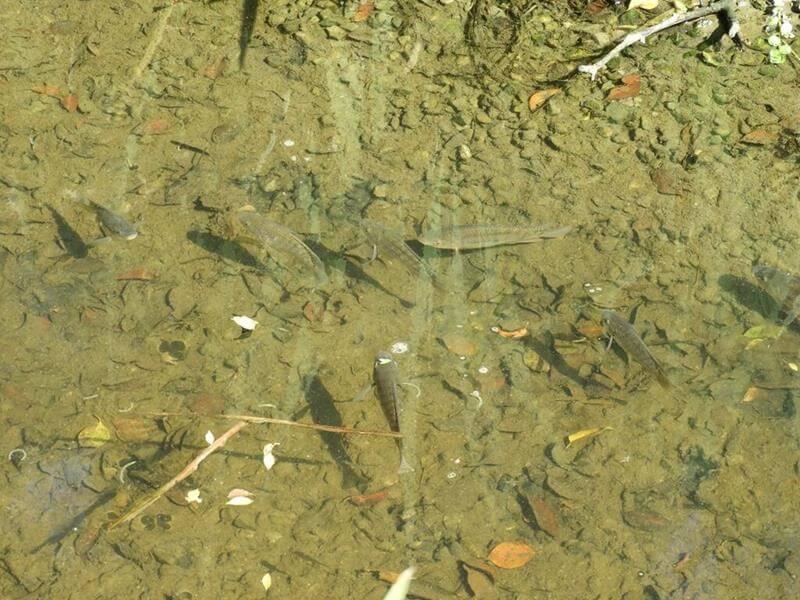 溪水裡的小魚非常多