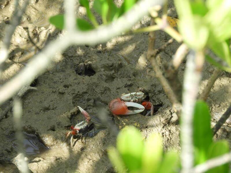 躲在紅樹林間濕地上的招潮蟹