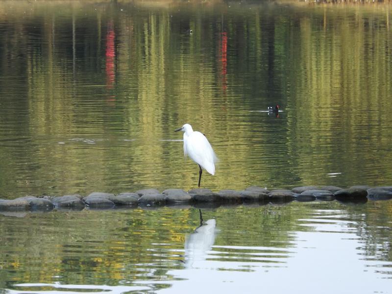 桃園八德埤塘生態公園的水鳥類生態蓬勃