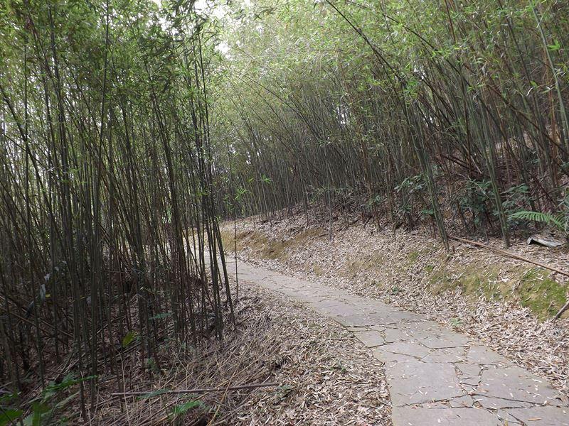 心鮮森林竹林步道圖二