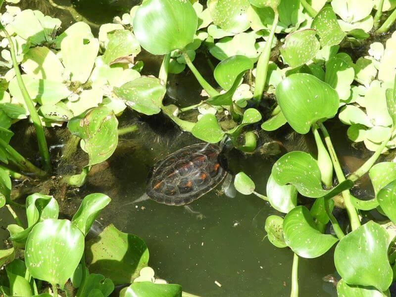 步道旁的峨眉湖裡有烏龜