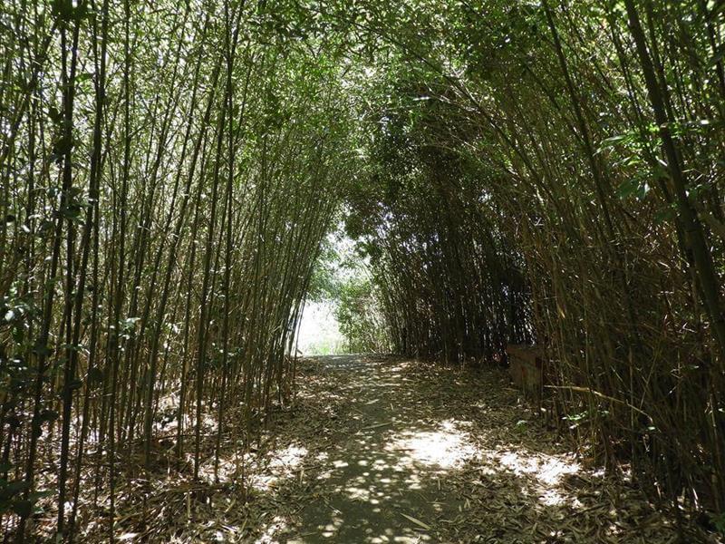 竹林步道超棒的
