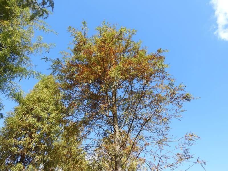 變色中的落羽松葉與藍天