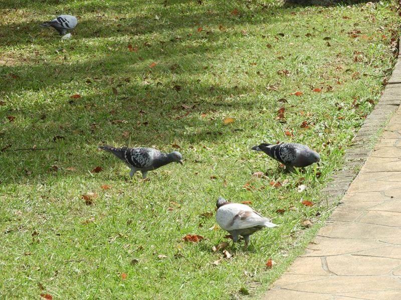 鴿子就在腳邊散步覓食
