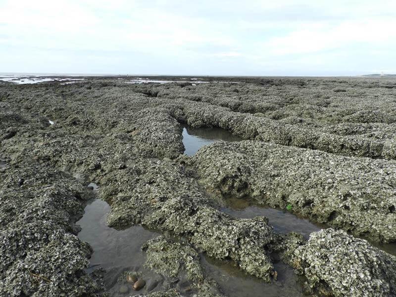 許厝港溼地的藻礁