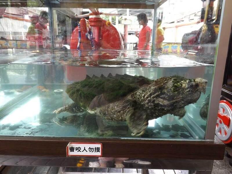 超級大的鱷龜
