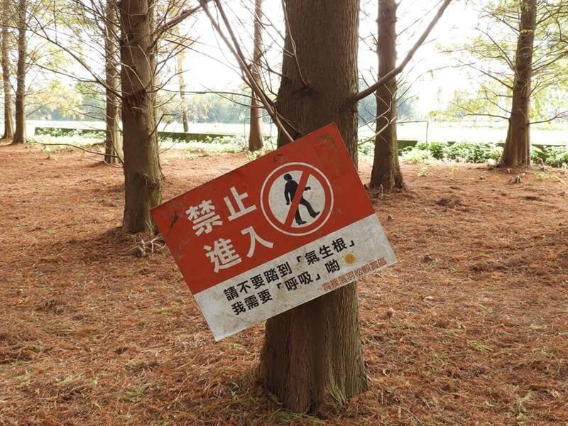 請不要踩到落羽松的氣根