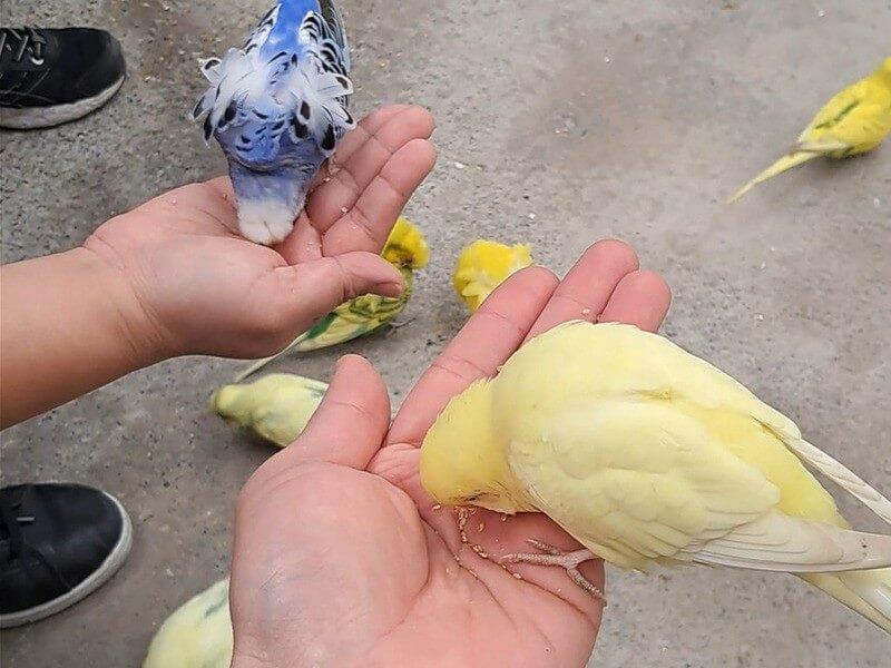 餵食虎皮鸚鵡體驗
